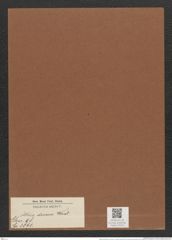Attheya decara West. (de-Toni-Nr.: Genus 98, Species 3091) Zeichnungen Sammlung Grunow Mappe 03319 (Herbarium_W_Grunow_drawings_Folder_03319)
